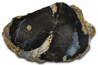 Petrified Wood (Schinoxylon) Limb Round - Blue Forest, Wyoming #371134