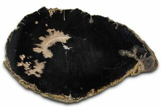 Petrified Wood (Schinoxylon) Limb Section - Blue Forest, Wyoming #371135