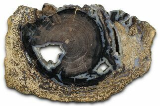 Petrified Wood (Schinoxylon) Limb Section - Blue Forest, Wyoming #371141