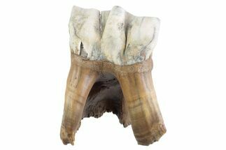 Fossil Woolly Rhino (Coelodonta) Tooth - Siberia #370952