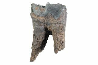 Fossil Woolly Rhino (Coelodonta) Tooth - Siberia #370955