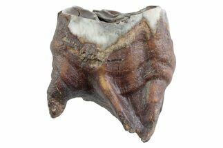 Fossil Woolly Rhino (Coelodonta) Tooth - Siberia #370957