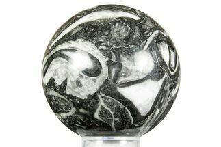 Polished Marine Fossil Sphere #371235