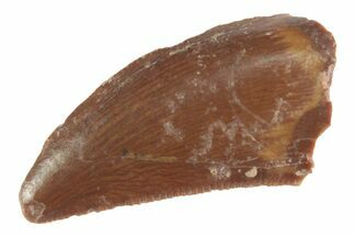 Serrated Raptor Tooth - Real Dinosaur Tooth #370397