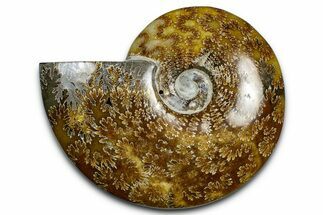 Polished Ammonite (Cleoniceras) Fossil - Madagascar #369611