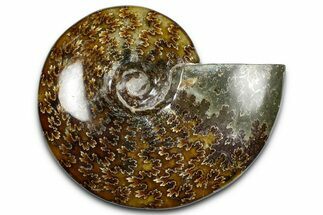 Polished Ammonite (Cleoniceras) Fossil - Madagascar #369613