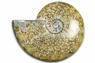 Polished Ammonite (Cleoniceras) Fossil - Madagascar #369615