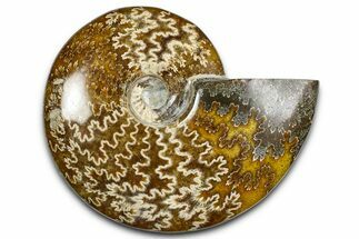 Polished Ammonite (Cleoniceras) Fossil - Madagascar #369617