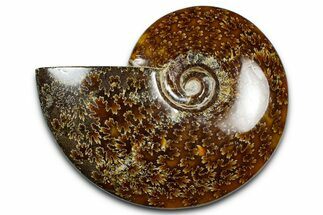 Polished Ammonite (Cleoniceras) Fossil - Madagascar #369618