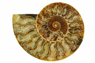 Cut & Polished Ammonite Fossil (Half) - Madagascar #369598