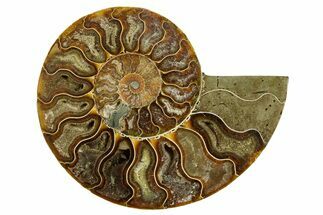 Cut & Polished Ammonite Fossil (Half) - Madagascar #369604