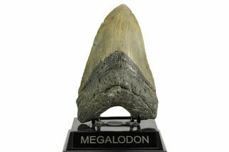 Huge, Fossil Megalodon Tooth - North Carolina #371297