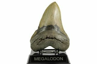 Huge, Fossil Megalodon Tooth - North Carolina #371298