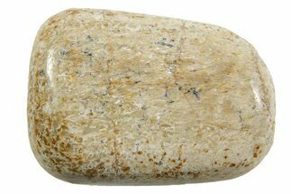 Polished Dinosaur Bone (Gembone) - Morocco #371378