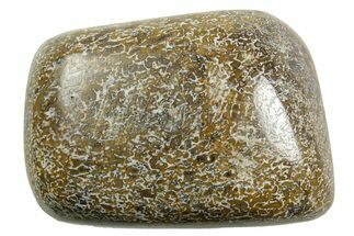 Polished Dinosaur Bone (Gembone) - Morocco #371380