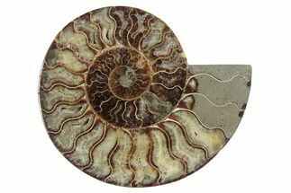 Cut & Polished Ammonite Fossil (Half) - Madagascar #371452