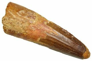 Fossil Spinosaurus Tooth - Feeding Worn Tooth #370698