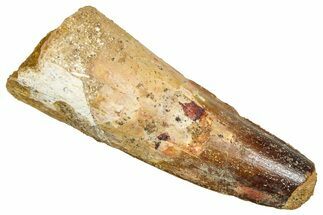 Fossil Spinosaurus Tooth - Robust Tooth #370703