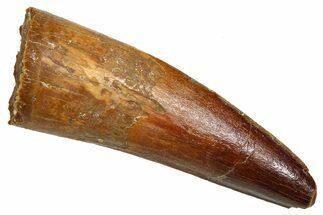 Fossil Spinosaurus Tooth - Real Fossil Tooth #370705