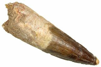 Fossil Spinosaurus Tooth - Real Fossil Tooth #370729