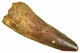 Fossil Spinosaurus Tooth - Real Dinosaur Tooth #370733