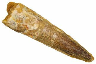 Fossil Spinosaurus Tooth - Feeding Worn Tooth #370736