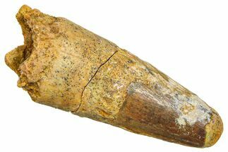 Fossil Spinosaurus Tooth - Feeding Worn Tooth #370743
