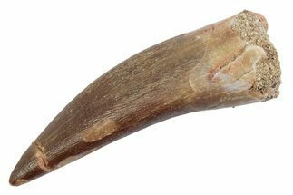 Fossil Plesiosaur (Zarafasaura) Tooth - Morocco #370234