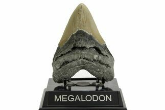 Serrated, Fossil Megalodon Tooth - North Carolina #371494