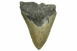 Bargain, Fossil Megalodon Tooth - Serrated Blade #371497