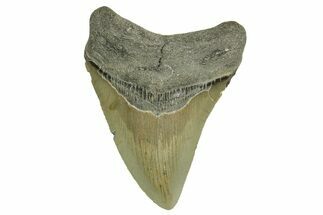 Serrated, Fossil Megalodon Tooth - North Carolina #371502