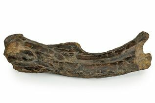 Dinosaur Fossils For Sale