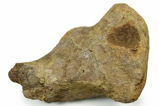 Triceratops Metatarsal Bone Section - Wyoming #371521