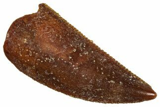 Serrated Raptor Tooth - Real Dinosaur Tooth #371388