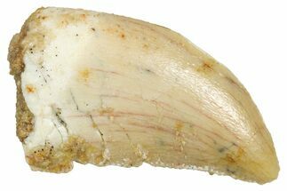 Raptor Tooth - Real Dinosaur Tooth #371394