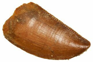 Serrated Raptor Tooth - Real Dinosaur Tooth #371395
