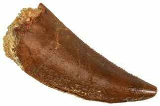 Serrated Raptor Tooth - Real Dinosaur Tooth #371418