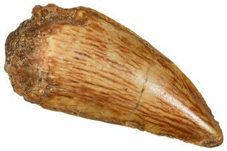 Raptor Tooth - Real Dinosaur Tooth #371429