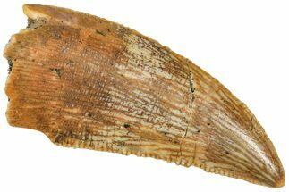Serrated Raptor Tooth - Real Dinosaur Tooth #371430