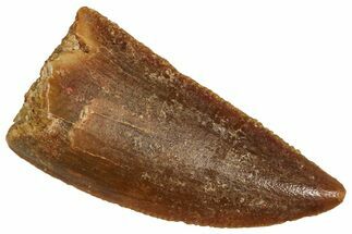 Serrated Raptor Tooth - Real Dinosaur Tooth #371433