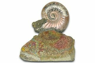 Iridescent Pyritized Ammonite (Quenstedticeras) Fossil Display #368829