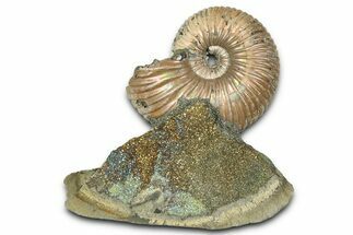 Iridescent Pyritized Ammonite (Quenstedticeras) Fossil Display #368837