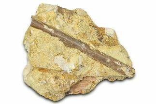 Hadrosaur (Edmontosaurus) Ossified Tendon in Sandstone - Wyoming #371519