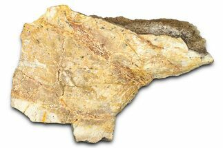 Dinosaur (Triceratops) Frill Shield Section - Wyoming #371524