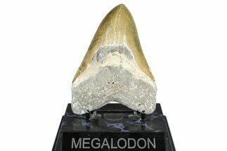 Serrated, Fossil Megalodon Tooth - North Carolina #371534