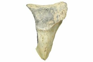 Partial, Fossil Megalodon Tooth - North Carolina #371544