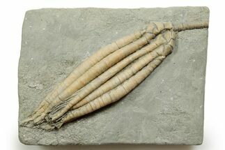Fossil Crinoid (Scytalocrinus) - Crawfordsville, Indiana #371573