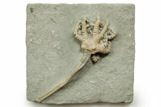 Fossil Crinoid (Barycrinus) - Crawfordsville, Indiana #371574