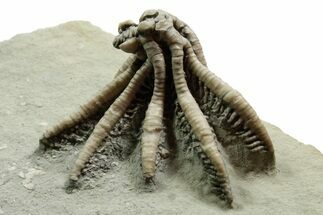 Fossil Crinoid (Scytalocrinus) - Crawfordsville, Indiana #371576