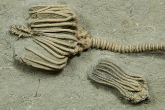 Fossil Crinoid Plate (Two Species) - Crawfordsville, Indiana #371581